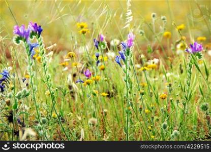 Wild flowers on portuguese field