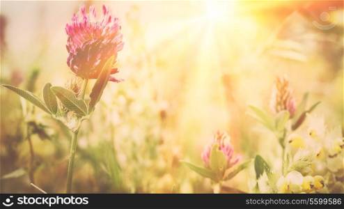 wild flowers on the meadow. Environmental backgrounds