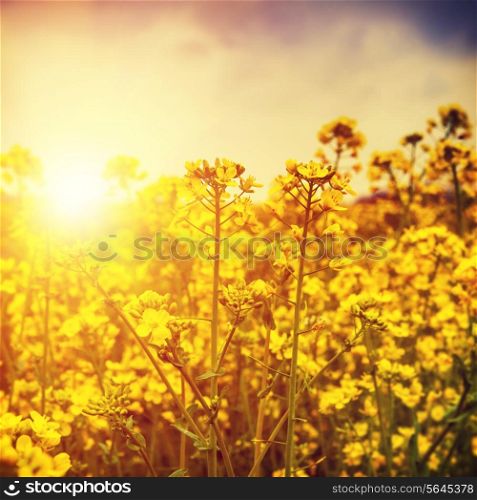 wild flowers under bright summer sun