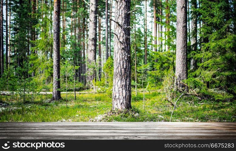 Wild forest panorama. Ecology summer beautiful background. Wild forest panorama. Wild forest panorama