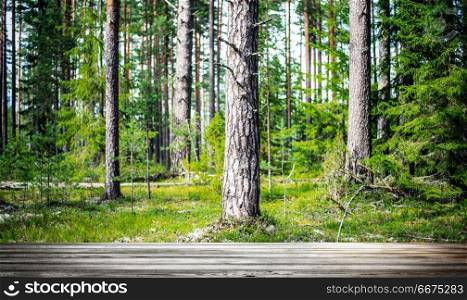 Wild forest panorama. Ecology summer beautiful background. Wild forest panorama. Wild forest panorama