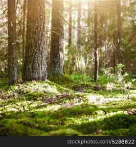 Wild forest panorama. Wild forest panorama. Ecology summer beautiful background. Wild forest panorama