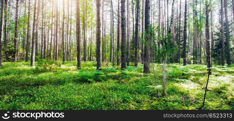 Wild forest panorama. Wild forest panorama. Ecology summer beautiful background. Wild forest panorama