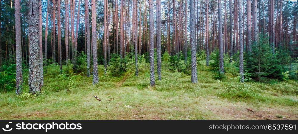 Wild forest panorama. Wild forest panorama. Ecology summer beautiful background. Wild forest panorama