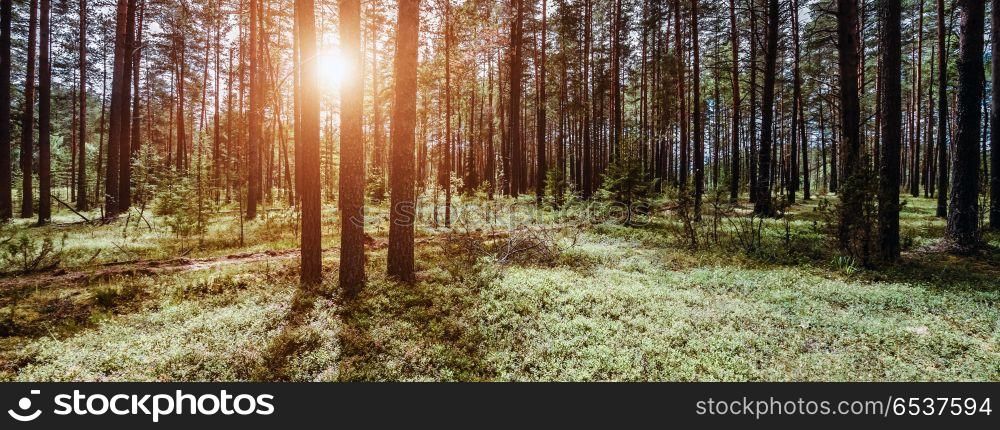 Wild forest panorama. Wild forest panorama. Ecology summer beautiful background. Wild forest panorama