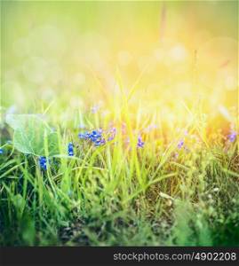 Wild Forget me not flowers in spring grass on sunny nature background with bokeh