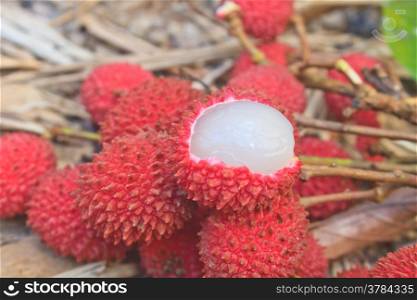 wild fruit from forest, wild lychee or Nephelium hypoleucum