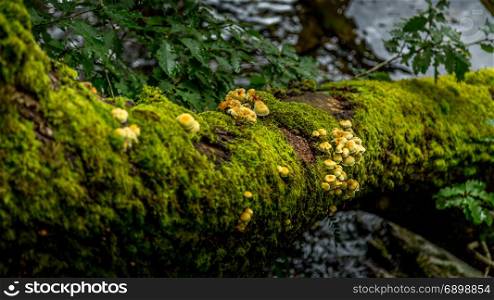 Wild fungi growing alongside Buttermere, one of the lakes in the Lake District, Cumbria, United Kingdom.