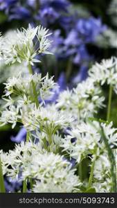 Wild garlic and bluebells in summer garden