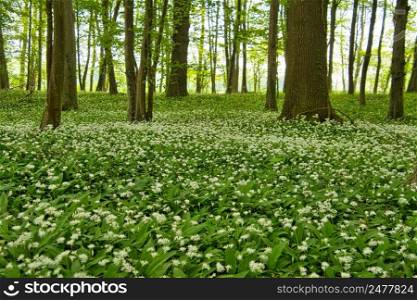 Wild garlic in the Grand Ried area in Alsace in France