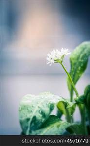 Wild garlic plant with blooming, close up, outdoor
