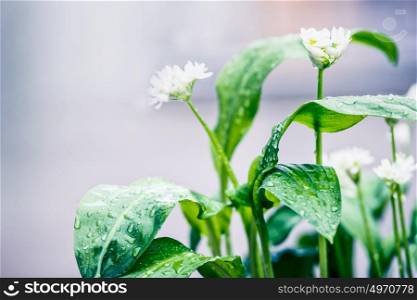 Wild garlic plant with white blooming im garden, outdoor