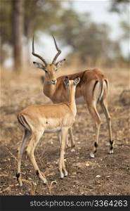 Wild gazelle walking in the bush in Africa