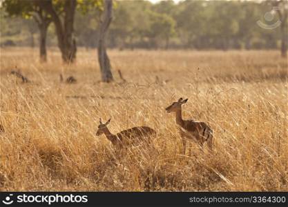 Wild gazelle walking in the bush in Africa