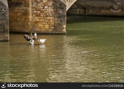 Wild geese in river waters under ancient stone bridge