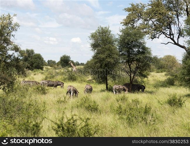 wild giraffe and zebras kruger national park south africa
