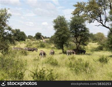 wild giraffe and zebras kruger national park south africa