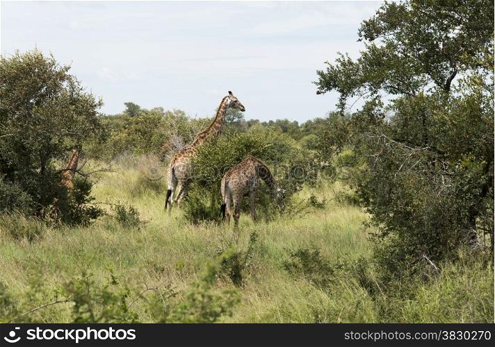 wild giraffe kruger national park south africa