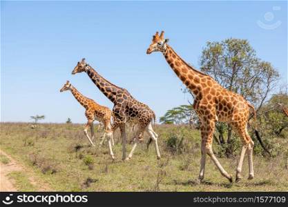 Wild giraffes herd in savannah, Kenya, Africa. Giraffes herd in savannah