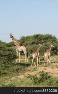 wild giraffeS kruger national park south africa