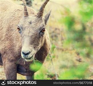 Wild goat in Yellowstone National Park,USA