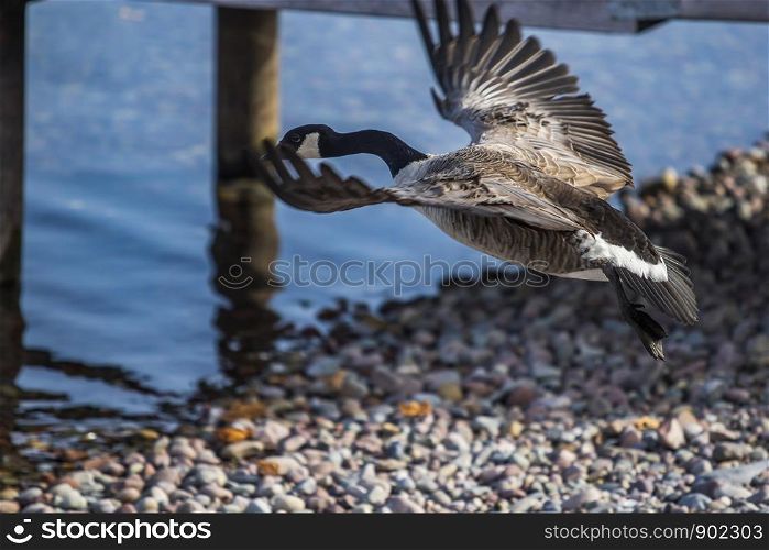 Wild Goose Taking off in Flight