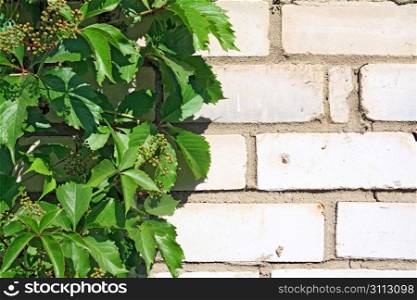 wild grape on brick wall