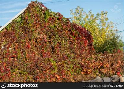 wild grapes braided old house