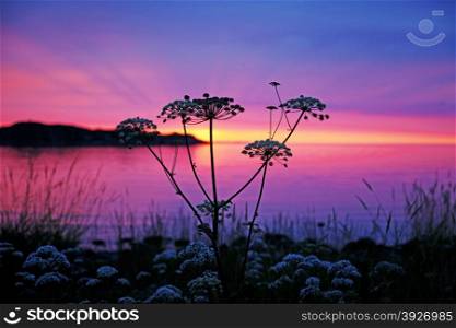 Wild grass and flowers at sunset