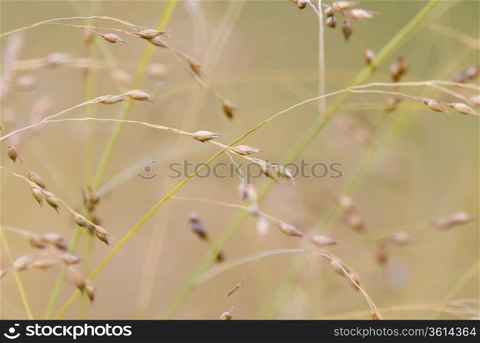 Wild grass background
