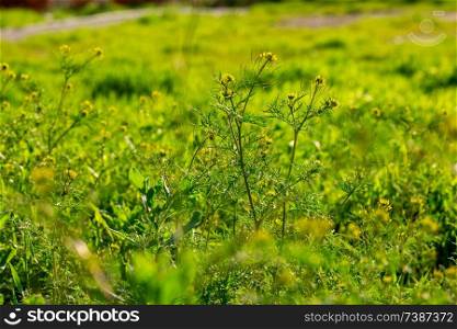 Wild grass in rural area with ground way on background, backlit by afternoon sun. Wild grass in rural area with ground way on background