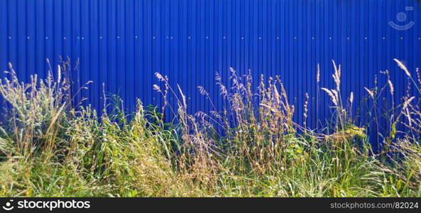 Wild grass on a background of blue fence, with space for text