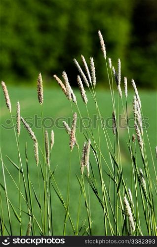 Wild grass on a green background - Timothy-grass (Phleum pratense)