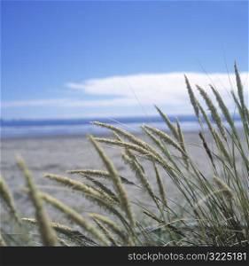 Wild Grass On The Beach