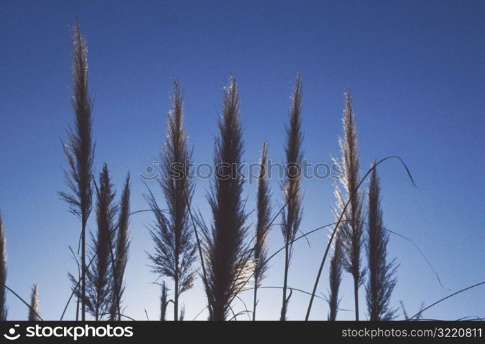 Wild Grasses