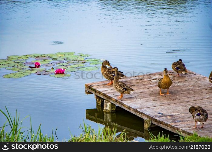 Wild gray ducks stand on a wooden pier in the lake.. Wild ducks stand on a wooden pier in the lake.