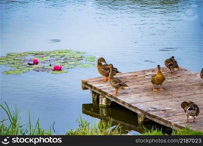 Wild gray ducks stand on a wooden pier in the lake.. Wild ducks stand on a wooden pier in the lake.