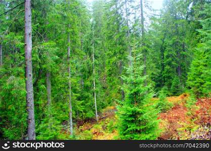 wild green forest with fir-trees. wild green dense forest with high fir-trees on the slope