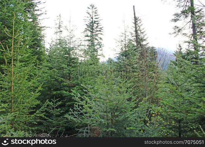 Wild green forest with high spruces in taiga. Dense forest. Coniferous wood. Wild green forest with old spruces. Coniferous wood