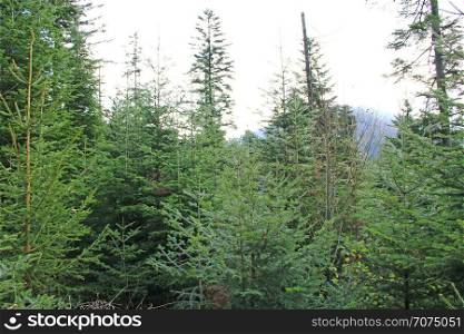 Wild green forest with high spruces in taiga. Dense forest. Coniferous wood. Wild green forest with old spruces. Coniferous wood
