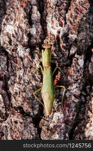 Wild green Mantis on tree bark close up details on back and wings - Tropical natural predator insect