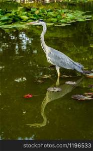 Wild grey heron (Ardea cinerea) eating lunch in the River Thames - Richmond upon Thames, United Kingdom