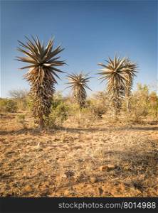 Wild growing aloe vera trees in a desert landscape in Botswana, Africa