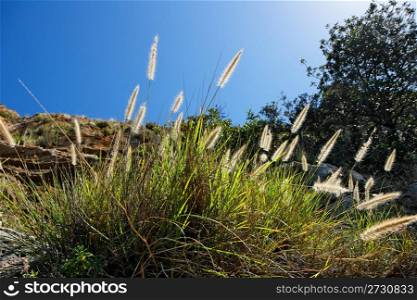 Wild-growing cereals backlit by sun in spring on mountain slope