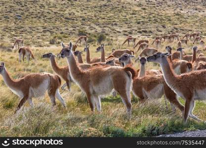 Wild Guanaco (Lama Guanicoe) in Patagonia prairie, Chile, South America