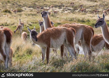 Wild Guanaco (Lama Guanicoe) in Patagonia prairie, Chile, South America