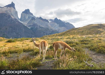 Wild Guanaco (Lama Guanicoe) in Patagonia prairie, Chile, South America