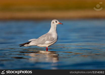 Wild gull of interior reflexing in the water