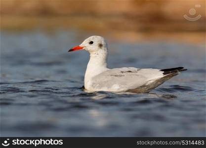 Wild gull of interior swimming in a lake