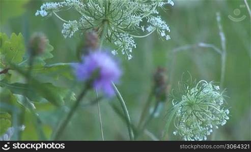 wild herbs and flowers
